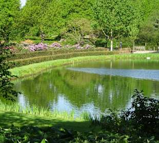 Hauptblüte im Rhododendronpark Bremen