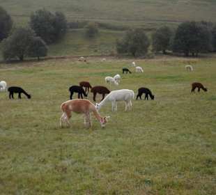 Alpakas auf der Weide