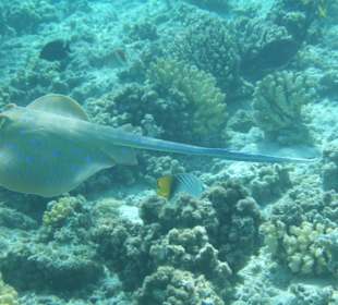 Beim Schnorcheln entdeckt