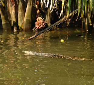 Плывущий варан