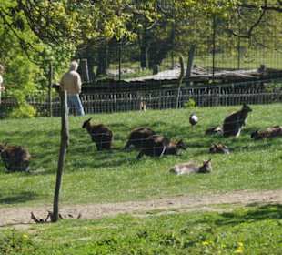Zoo Arche Noah Grömitz