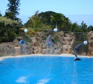 Shows und Unterhaltung