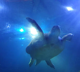 SeaLife