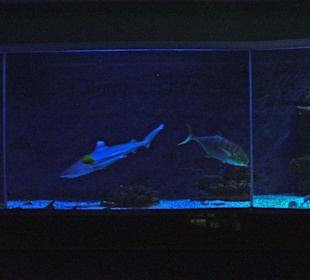 Schwarzspitzenriffhai