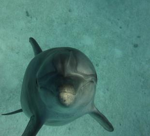 Delfine-Joseph Mogli`s Freunde