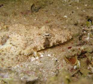 Krokodilfisch am Hausriff Hotel Carnelia Beach Resort