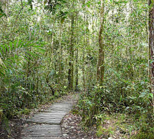 Kinabalu Nationalpark/Wanderweg