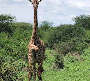 Giraffe
