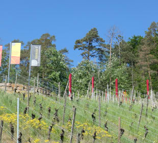Terroir f in den Weinbergen von Ramsthal