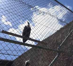 Malta Falconry Centre