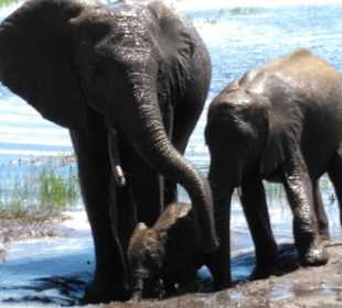 Familie beim Schlamm baden