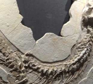 Dinosaurier Museum Altmühltal