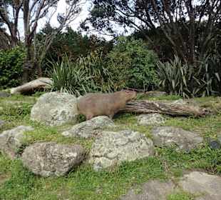 Zoo Wellington