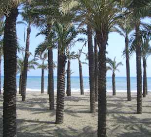 Freier Strand mit Palmen