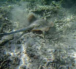 Blue spotted ray just off beach 