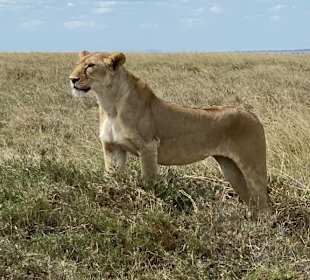 Löwin in der Serengeti 