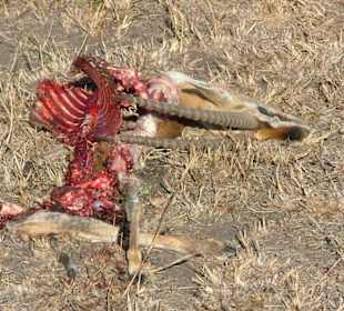 Der  Rest  der Gazelle noch einer 3/4 Stunde