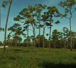 Lion Country Safari