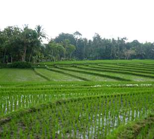 Reisfelder Ubud