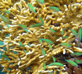 Koralle mit Riffbarschen