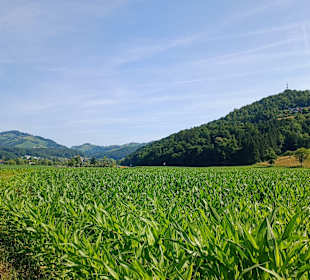 Wanderweg Richtung Mattelsberg