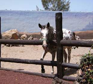 Pippi Langstrumpfs Kleiner Onkel