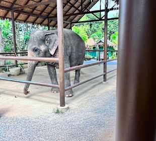 Elefant