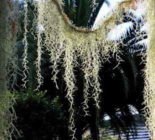 Die Flechten spannen sich über die Zweige