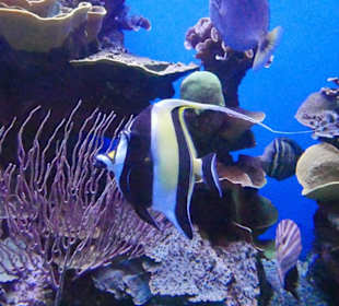 Ein Fisch mit Wimpel