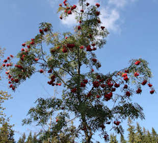Droga na Baranią Górę