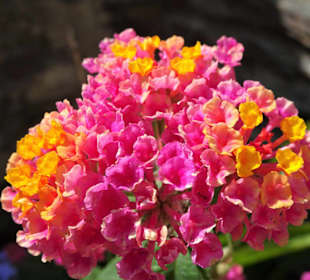 Impressionen aus der Altstadt von Collioure