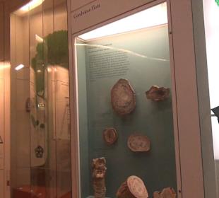 Entwicklung der Pflanzenwelt