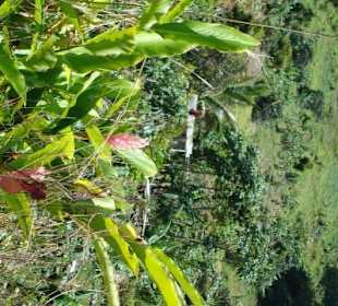 Vegetation im Regenwald