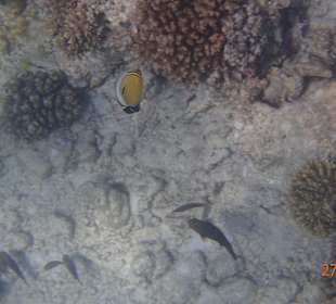 Korallen Riff mit Fisch