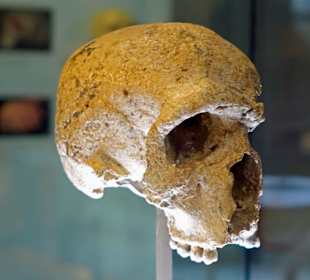 Originalschädel Urmensch
