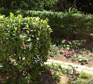 Rosengarten Nördlingen