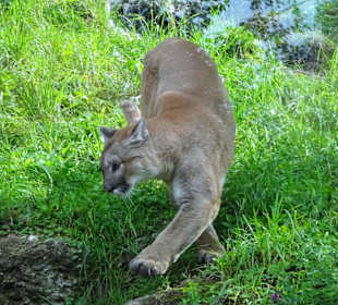 Bei den Raubkatzen im Zoo Salzburg