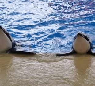 Orca Show