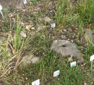 Alpinum