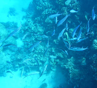 Schnorcheln Makadi Bay