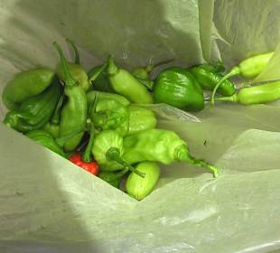 Sehr scharfe Chilies 