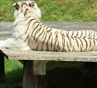 Kameltheater & Weißer Hof