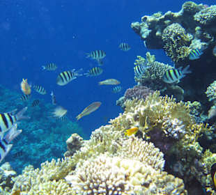 Wunderschönes Hausriff Hotel Melia Sinai