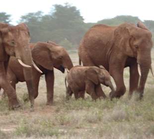 Elefantenwanderung