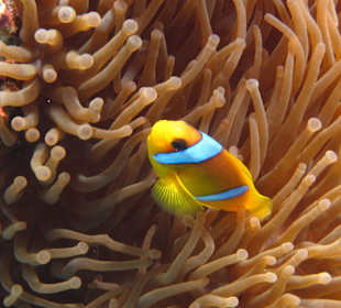 Anemonenfisch