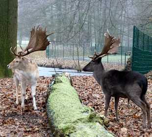 Damwild Hirschpark