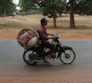 Schweinetransport