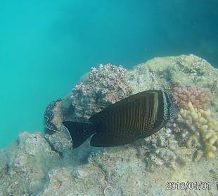 Schnorcheln Marsa Alam