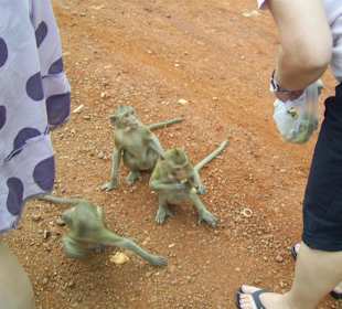 Affen füttern auf dem Weg zum River Kwai