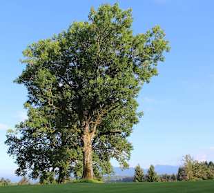 Die alte Esche an Loch 3